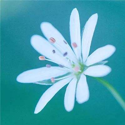 九游猫咪公寓2手游下载